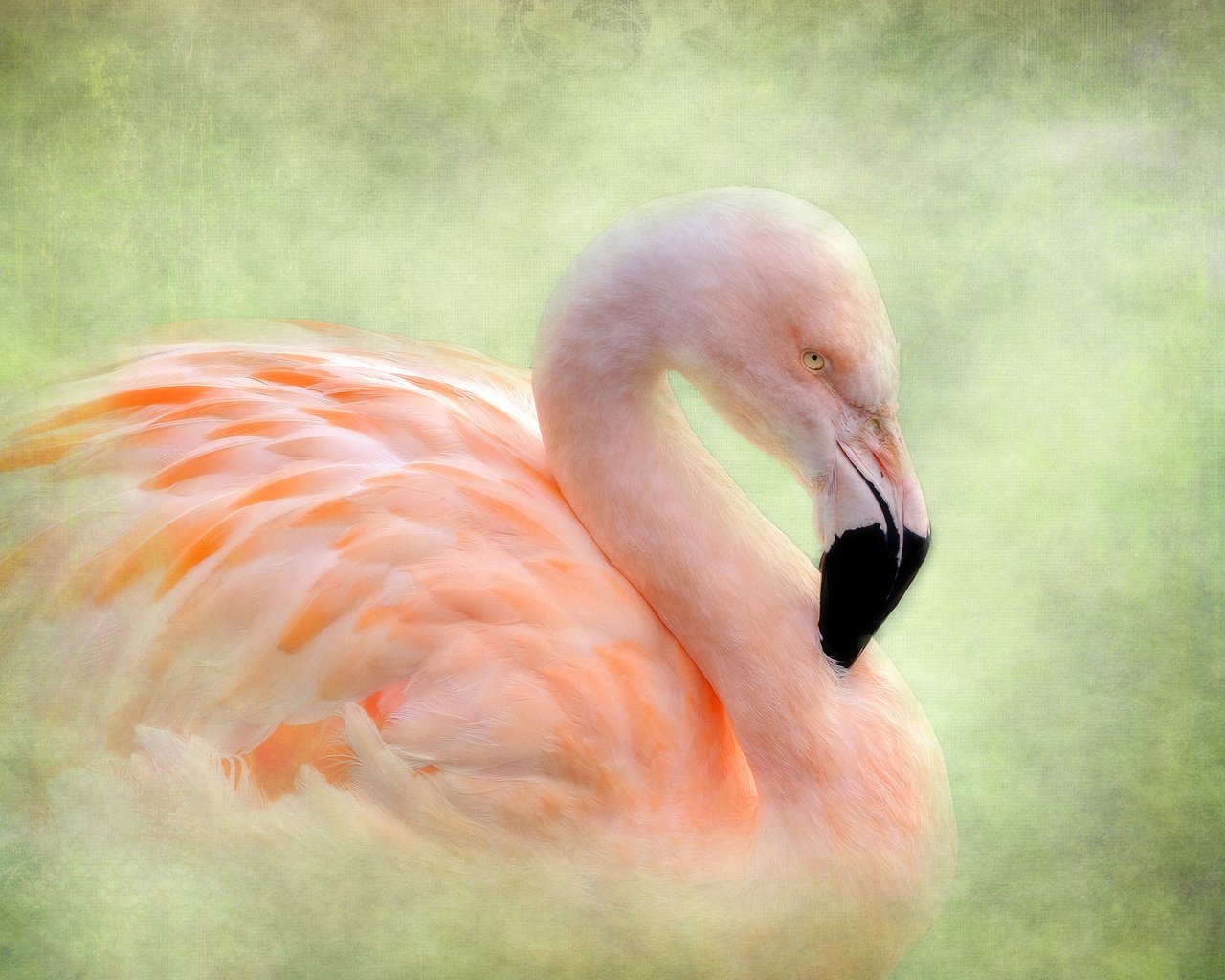 Обои фон, фламинго, птица, background, flamingo, bird разрешение 2048x1582 Загрузить