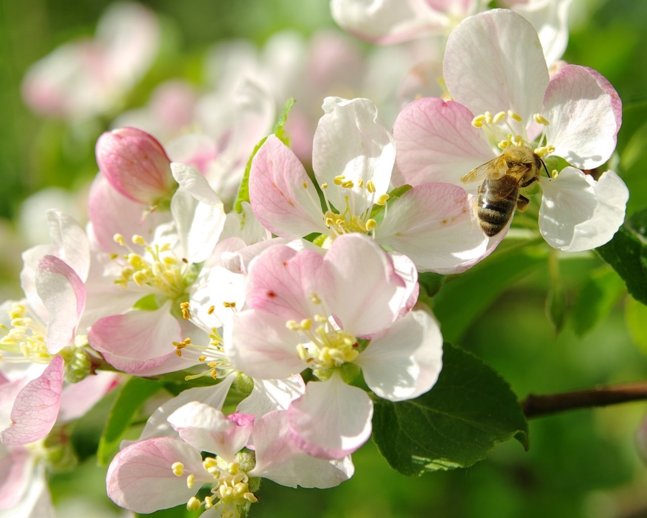 Обои цветение, макро, весна, яблоня, пчела, flowering, macro, spring, apple, bee разрешение 2000x1403 Загрузить