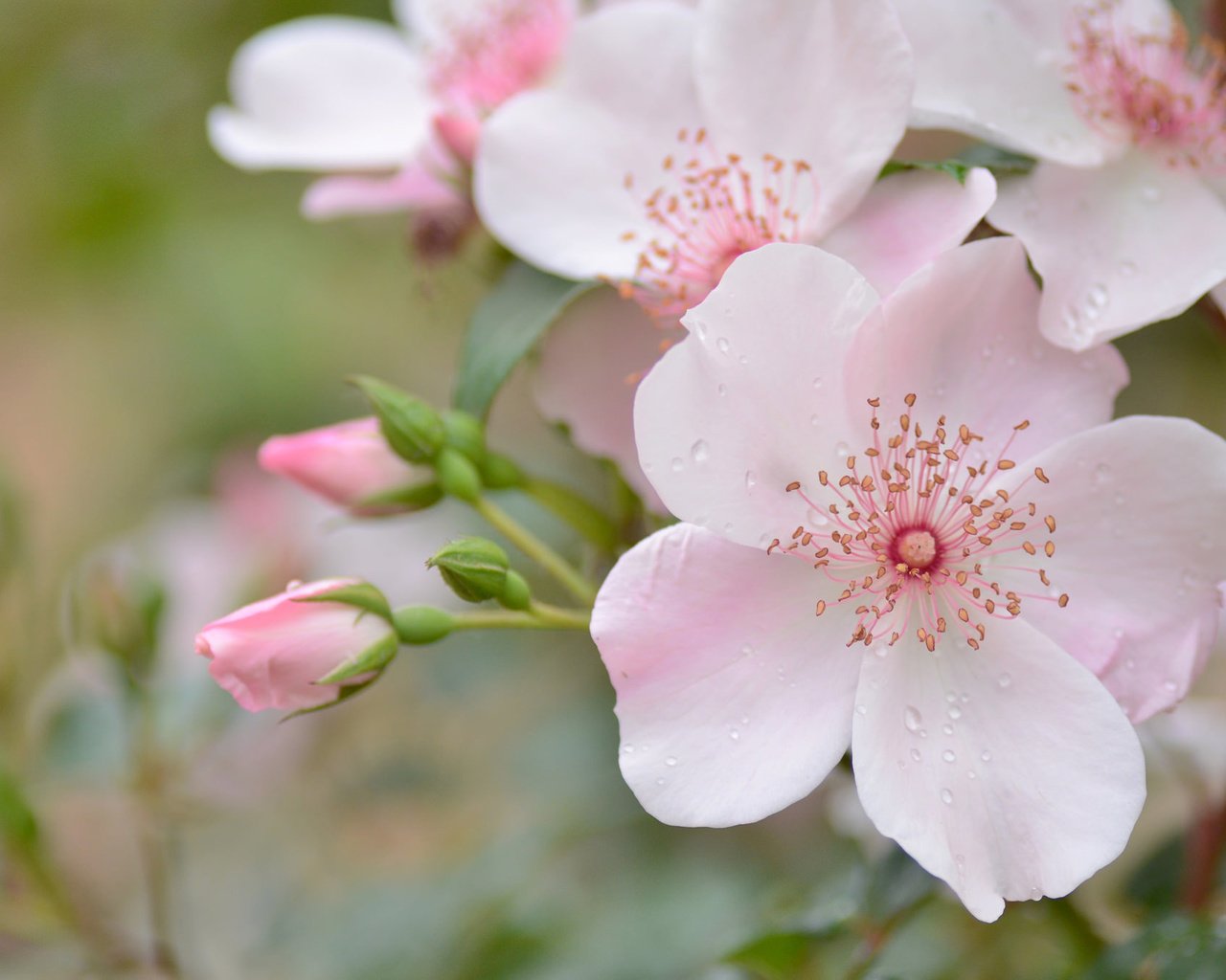 Обои цветы, бутоны, макро, капли, лепестки, шиповник, розовый, нежность, flowers, buds, macro, drops, petals, briar, pink, tenderness разрешение 2048x1356 Загрузить