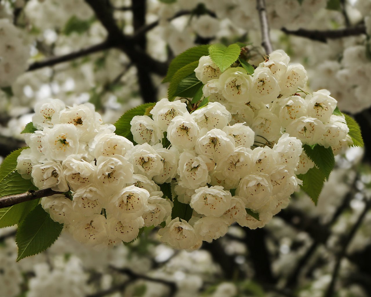 Обои ветка, цветение, весна, вишня, цветки, branch, flowering, spring, cherry, flowers разрешение 2048x1271 Загрузить