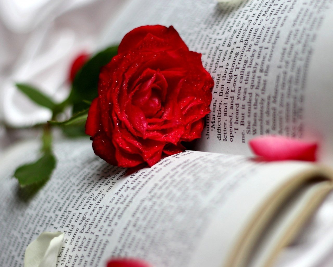 Обои цветок, роза, книга, flower, rose, book разрешение 1920x1080 Загрузить