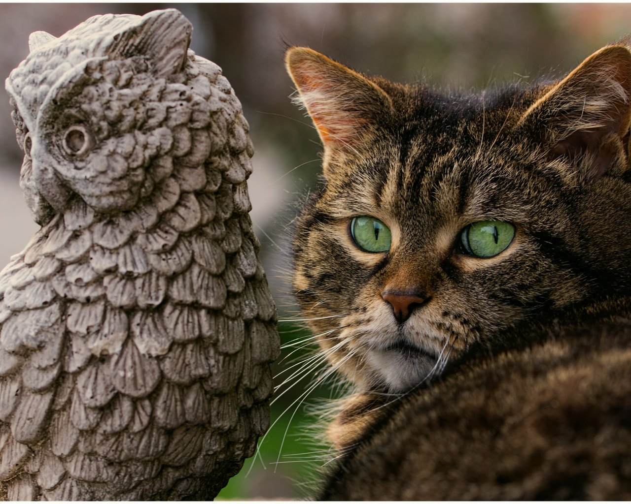 Обои сова, кот, мордочка, кошка, зеленые глаза, owl, cat, muzzle, green eyes разрешение 5222x3494 Загрузить