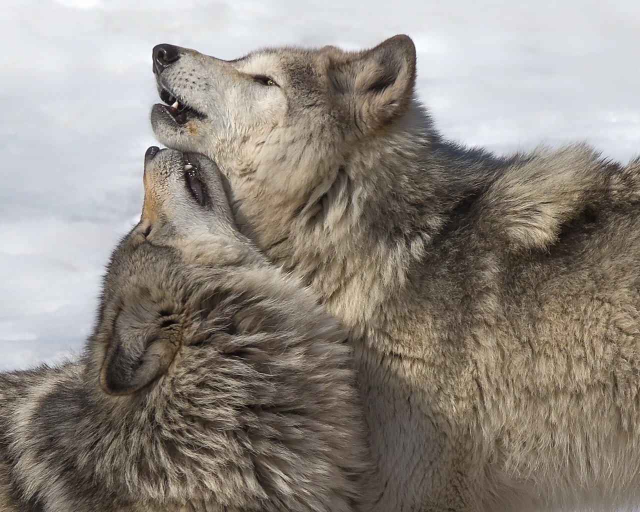 Обои природа, фон, волки, nature, background, wolves разрешение 1920x1280 Загрузить