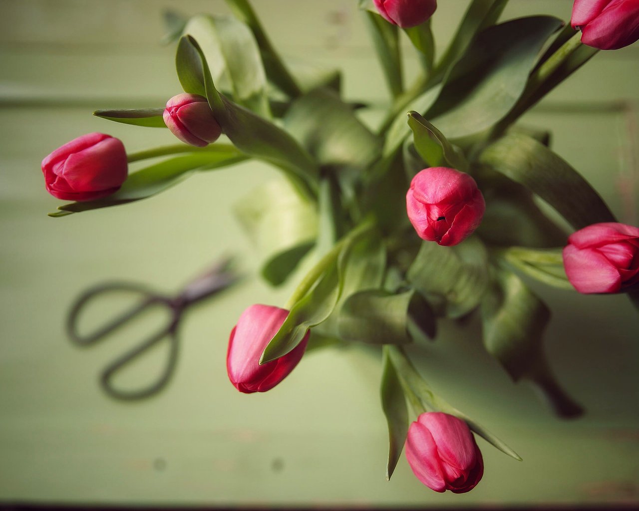 Обои бутоны, букет, тюльпаны, buds, bouquet, tulips разрешение 2048x1365 Загрузить