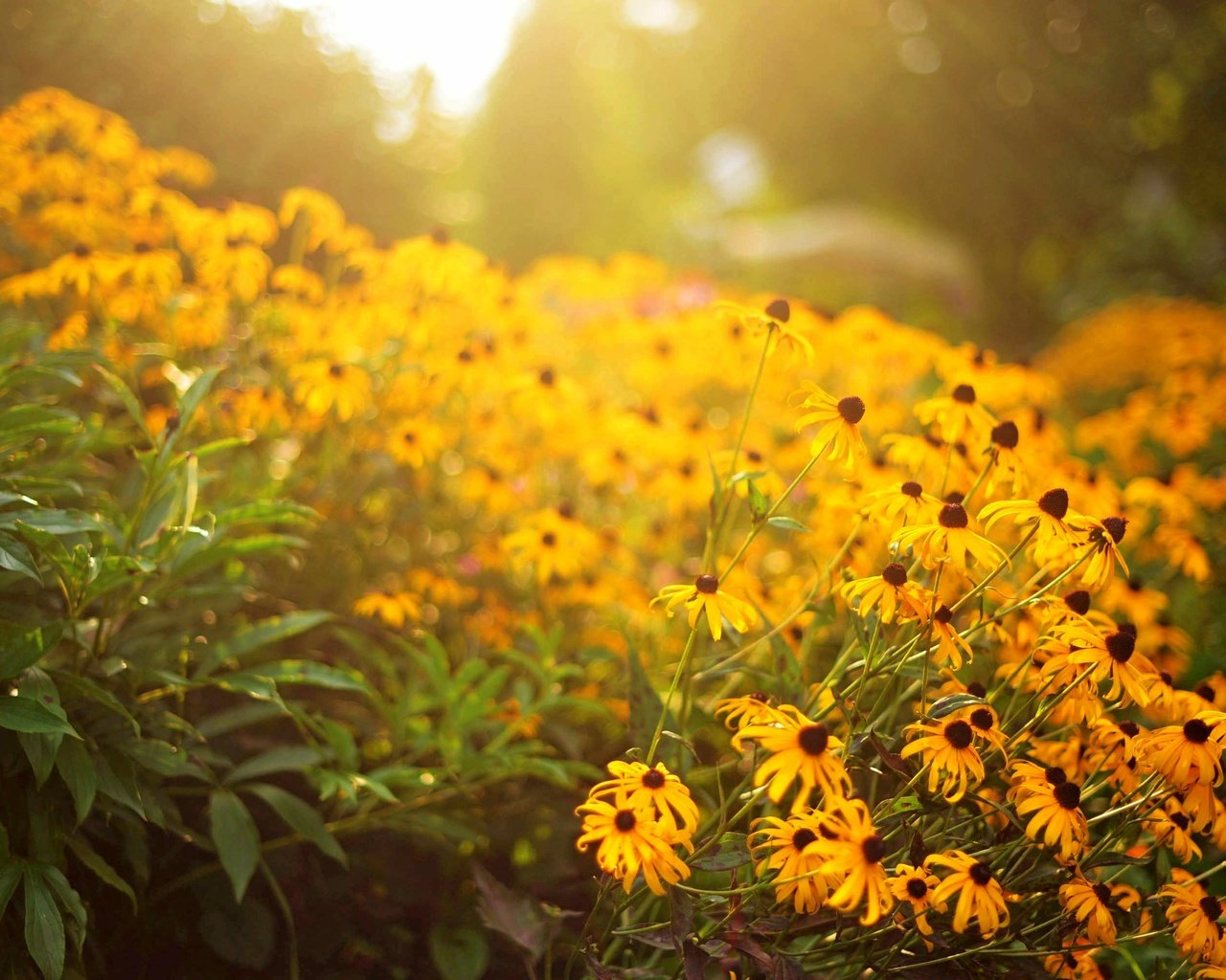 Обои цветы, лепестки, желтые, flowers, petals, yellow разрешение 3008x2008 Загрузить