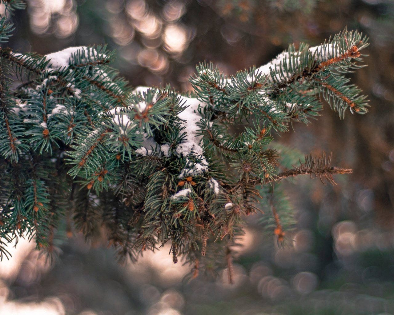 Обои снег, елка, хвоя, зима, ветки, иголки, snow, tree, needles, winter, branches разрешение 4288x2848 Загрузить