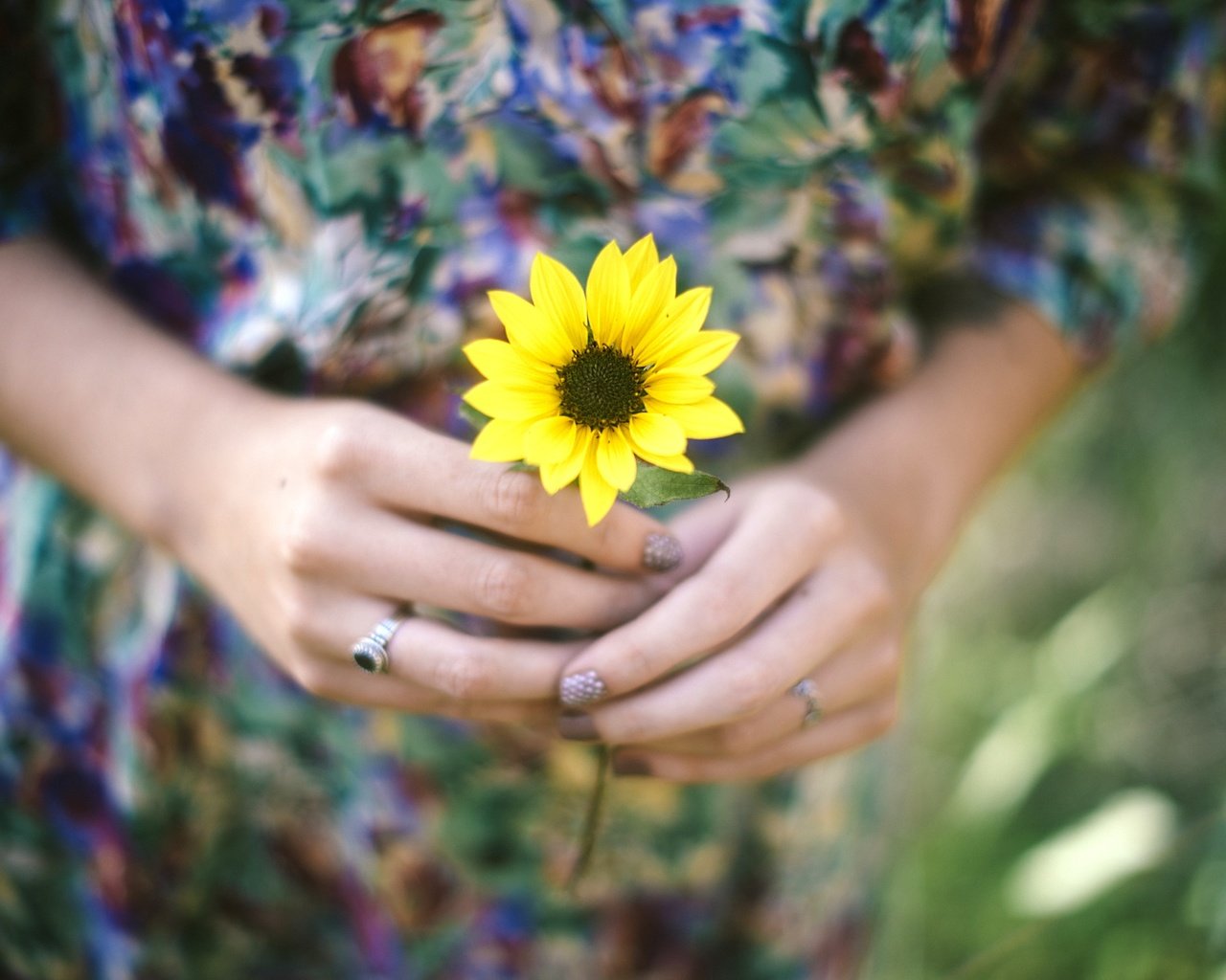 Обои цветок, лепестки, кольцо, руки, желтые, flower, petals, ring, hands, yellow разрешение 2880x1922 Загрузить