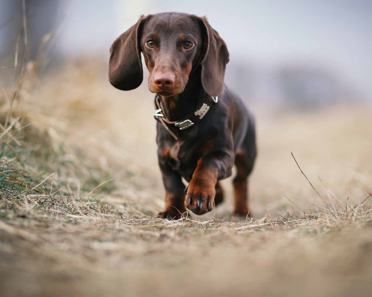 Обои взгляд, собака, друг, такса, look, dog, each, dachshund разрешение 2047x1217 Загрузить