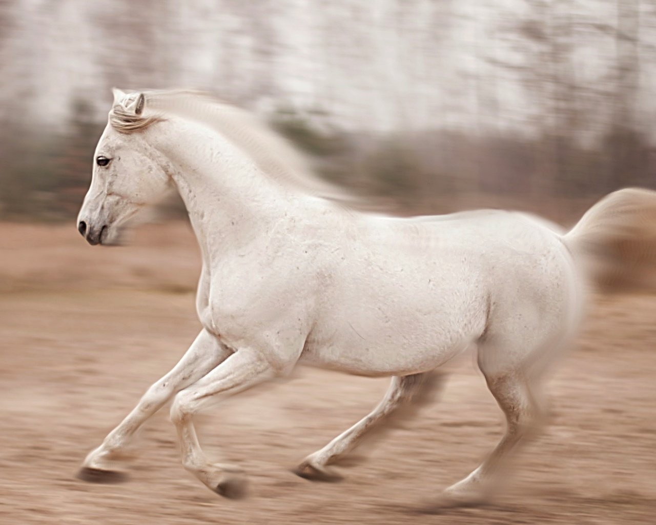 Обои лошадь, природа, конь, бег, horse, nature, running разрешение 2460x1553 Загрузить