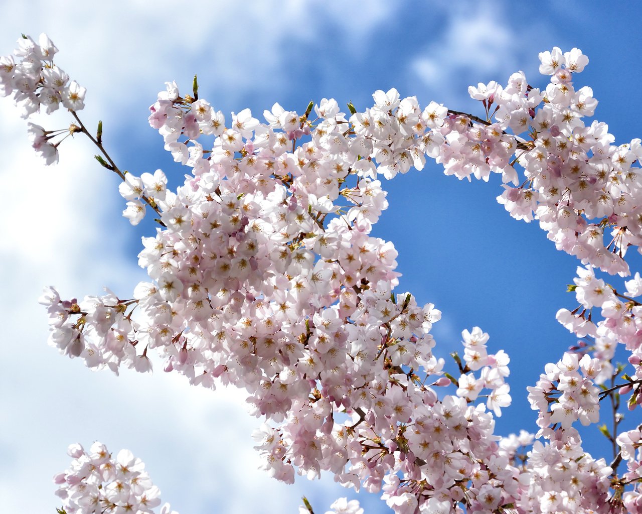 Обои небо, облака, цветение, ветки, весна, вишня, сакура, the sky, clouds, flowering, branches, spring, cherry, sakura разрешение 2400x1600 Загрузить