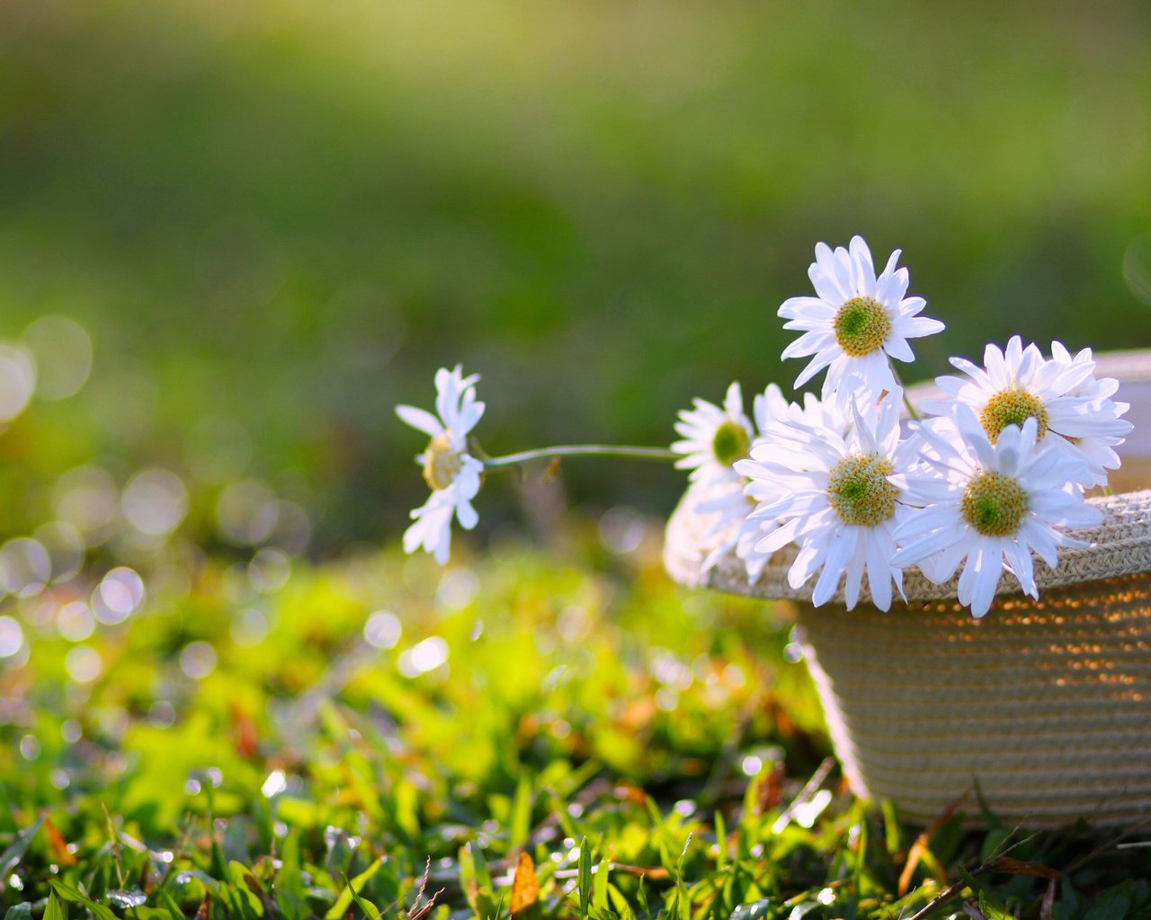 Обои цветы, трава, ромашки, белые, шляпа, боке, flowers, grass, chamomile, white, hat, bokeh разрешение 2835x1890 Загрузить