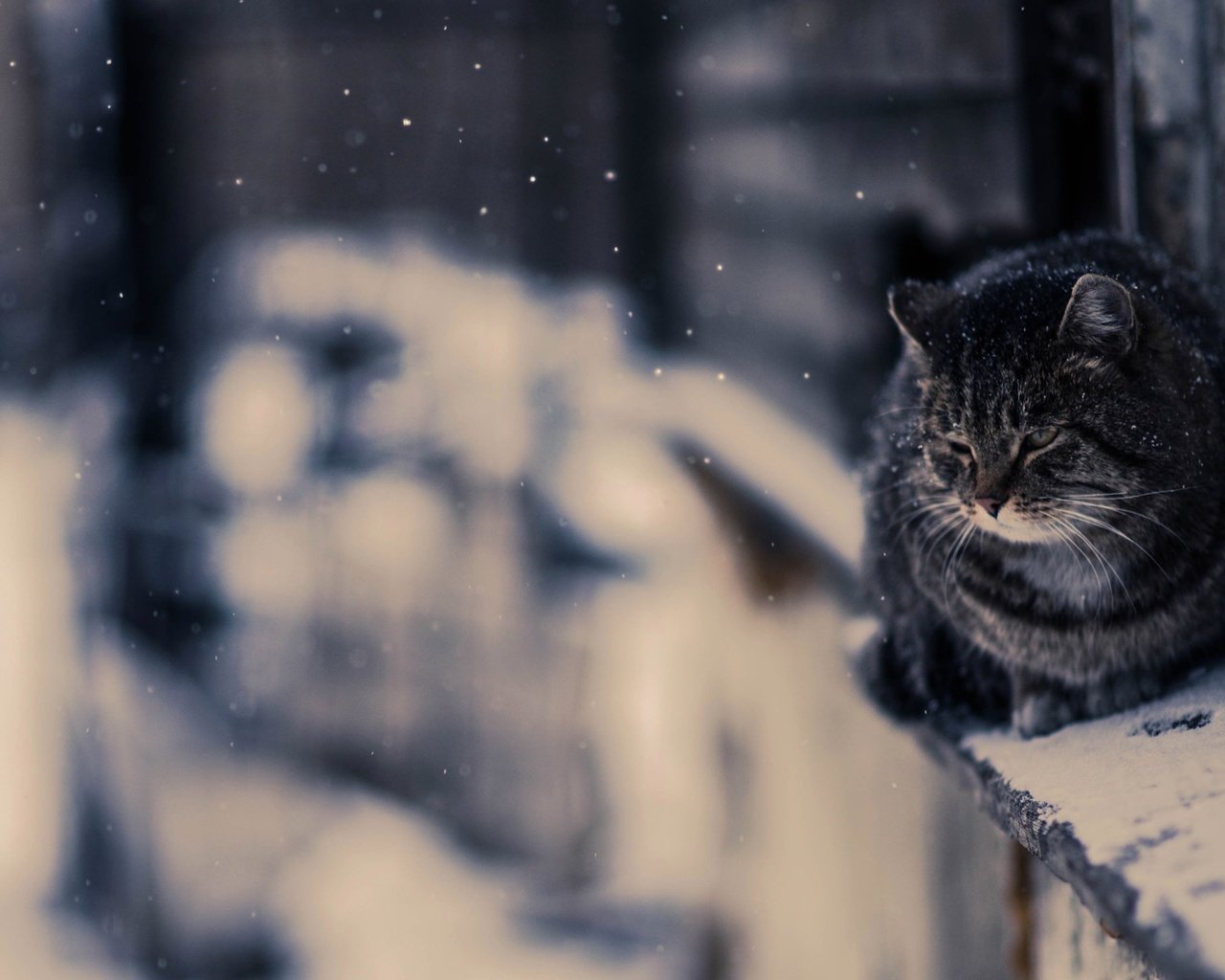 Обои снег, зима, кот, кошка, улица, snow, winter, cat, street разрешение 2560x1513 Загрузить