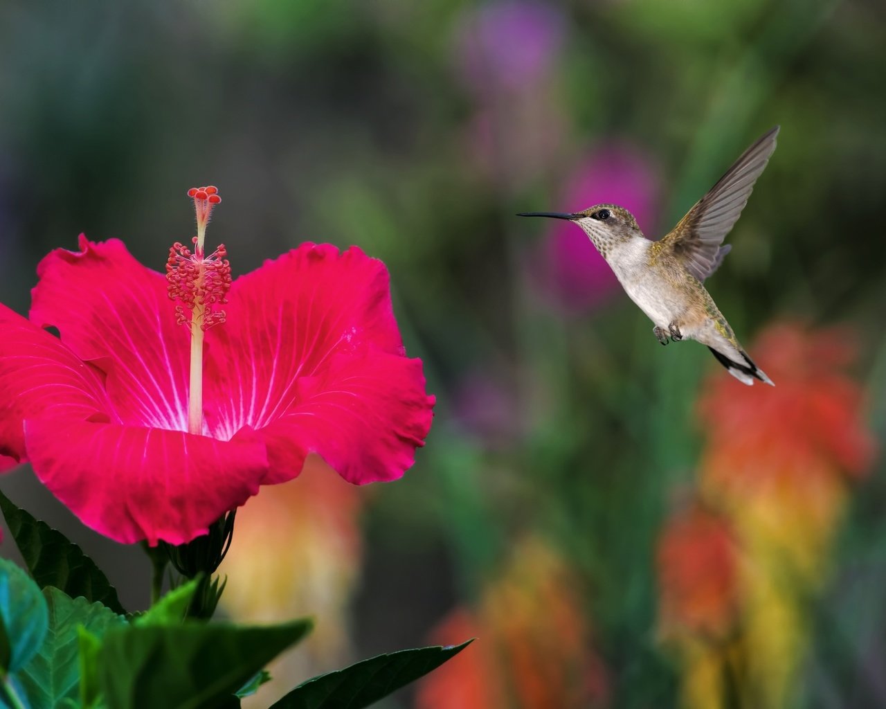 Обои полет, птичка, колибри, гибискус, flight, bird, hummingbird, hibiscus разрешение 2048x1365 Загрузить