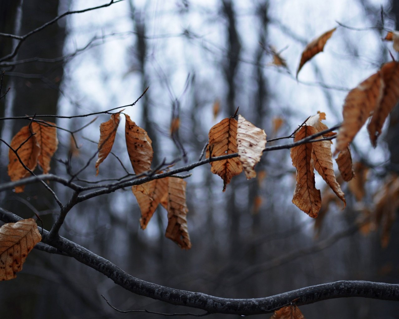 Обои дерево, листья, ветки, осень, сухие, tree, leaves, branches, autumn, dry разрешение 2880x1920 Загрузить