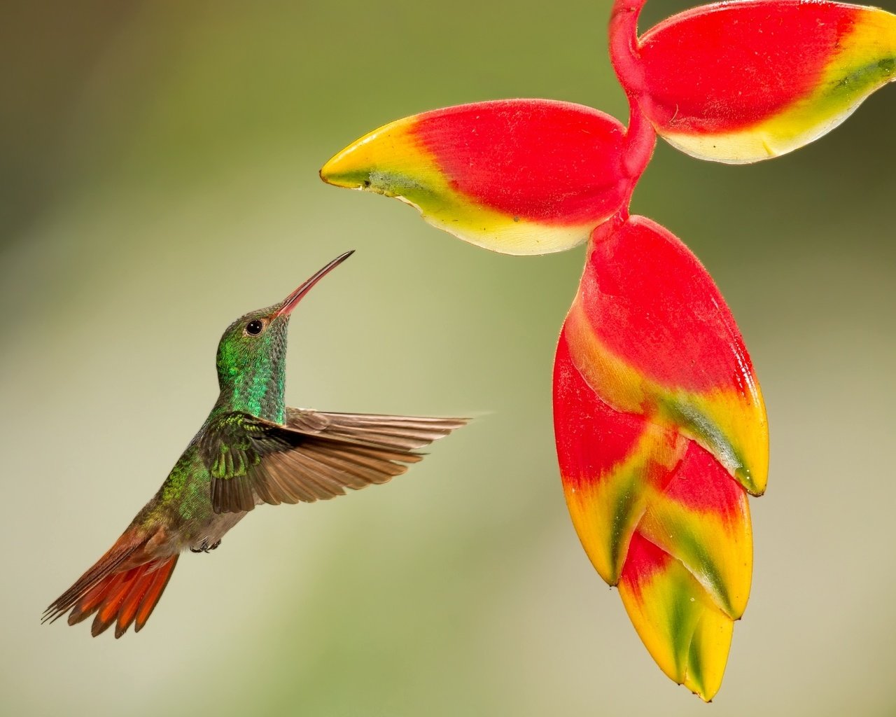 Обои полет, цветок, птица, тропики, колибри, кроха, flight, flower, bird, tropics, hummingbird, baby разрешение 2048x1298 Загрузить