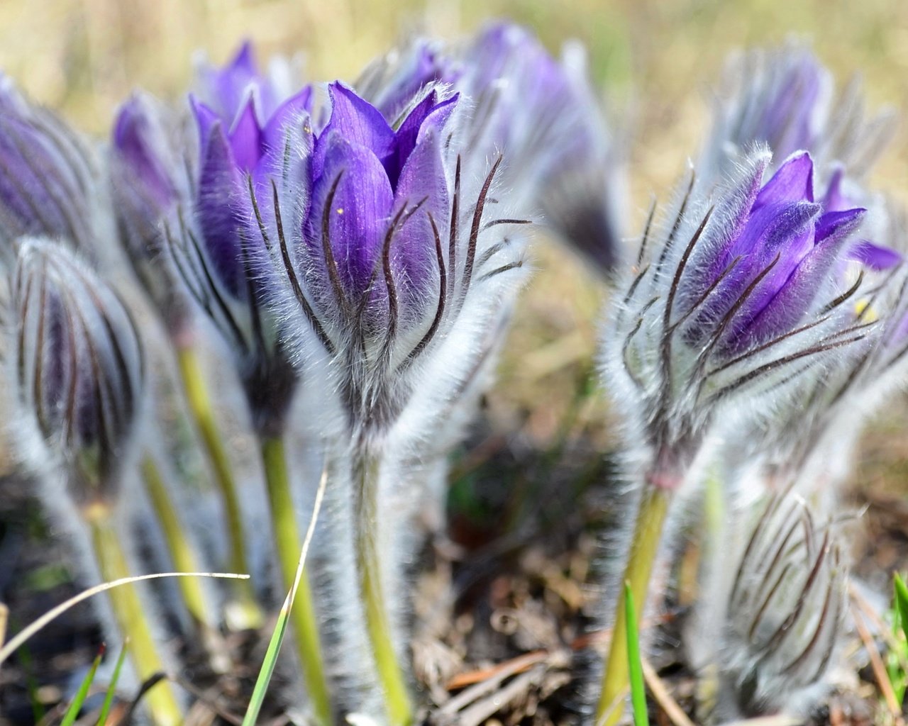 Обои цветы, весна, нежность, анемоны, сон-трава, прострел, flowers, spring, tenderness, anemones, sleep-grass, cross разрешение 2400x1595 Загрузить