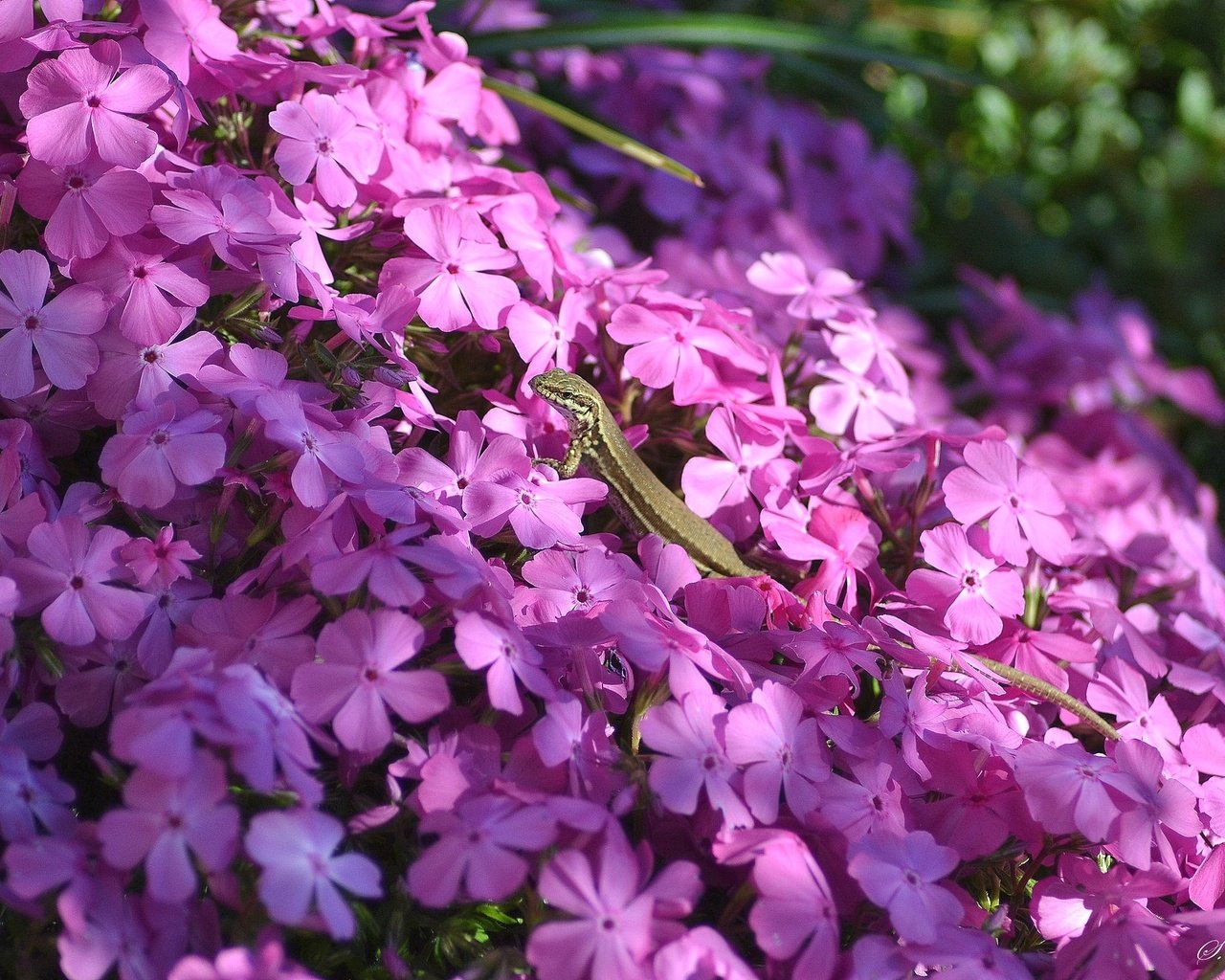 Обои свет, цветы, тень, ящерица, розовые, флоксы, light, flowers, shadow, lizard, pink, phlox разрешение 2048x1365 Загрузить