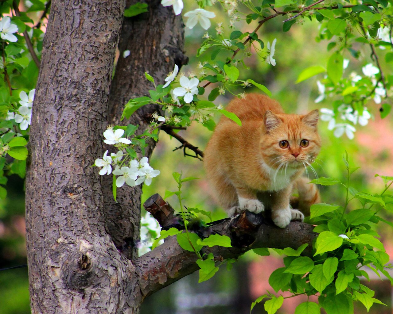 Обои дерево, цветение, кот, кошка, рыжая, весна, tree, flowering, cat, red, spring разрешение 1920x1441 Загрузить