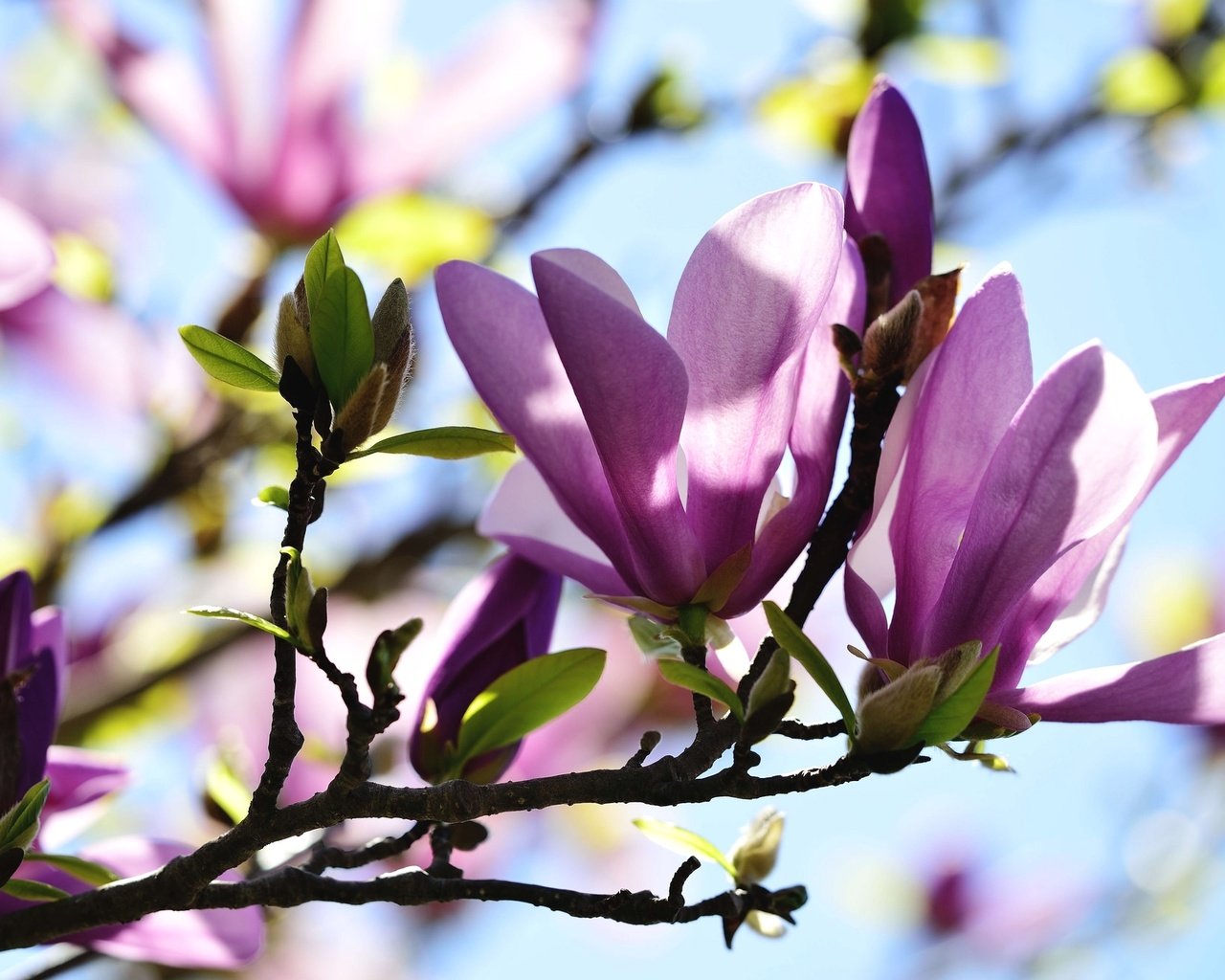 Обои ветка, макро, бутон, весна, розовый, магнолия, branch, macro, bud, spring, pink, magnolia разрешение 2048x1335 Загрузить