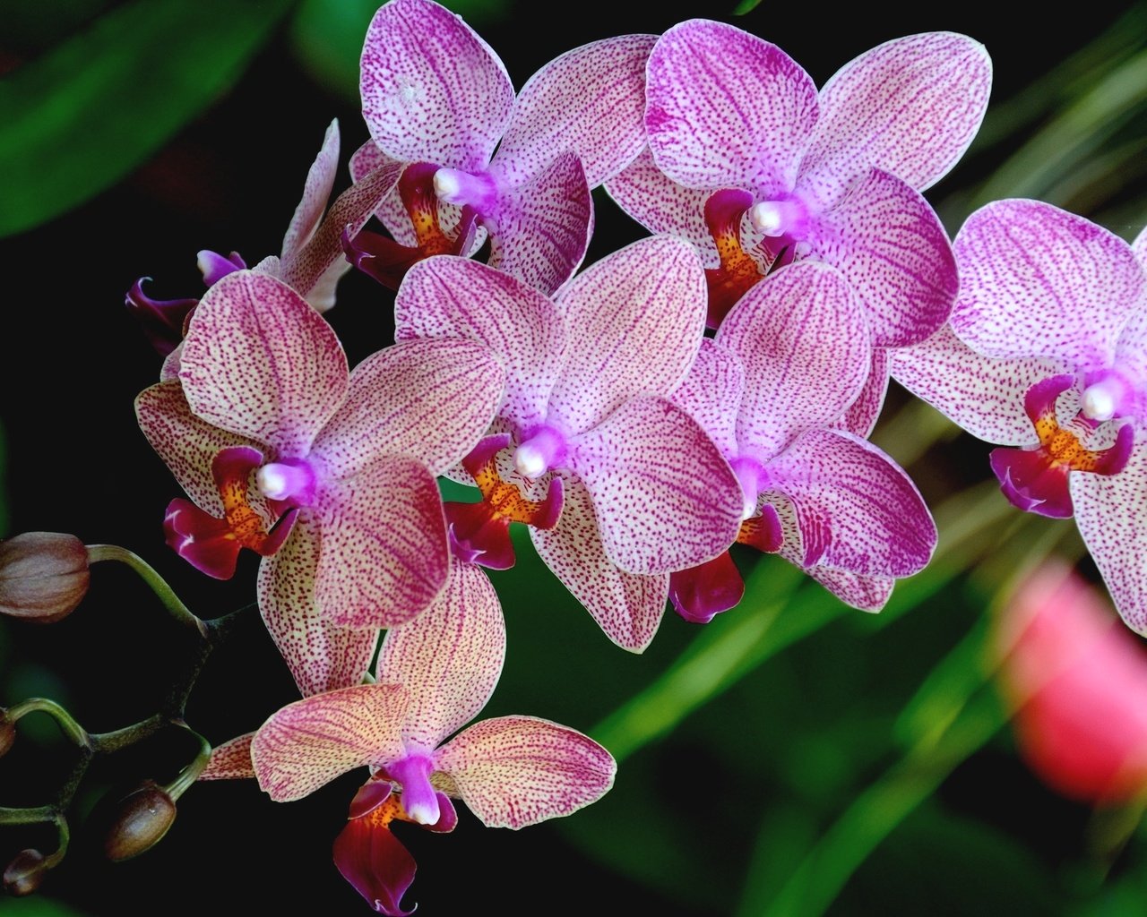 Обои лепестки, розовый, орхидея, petals, pink, orchid разрешение 2048x1360 Загрузить