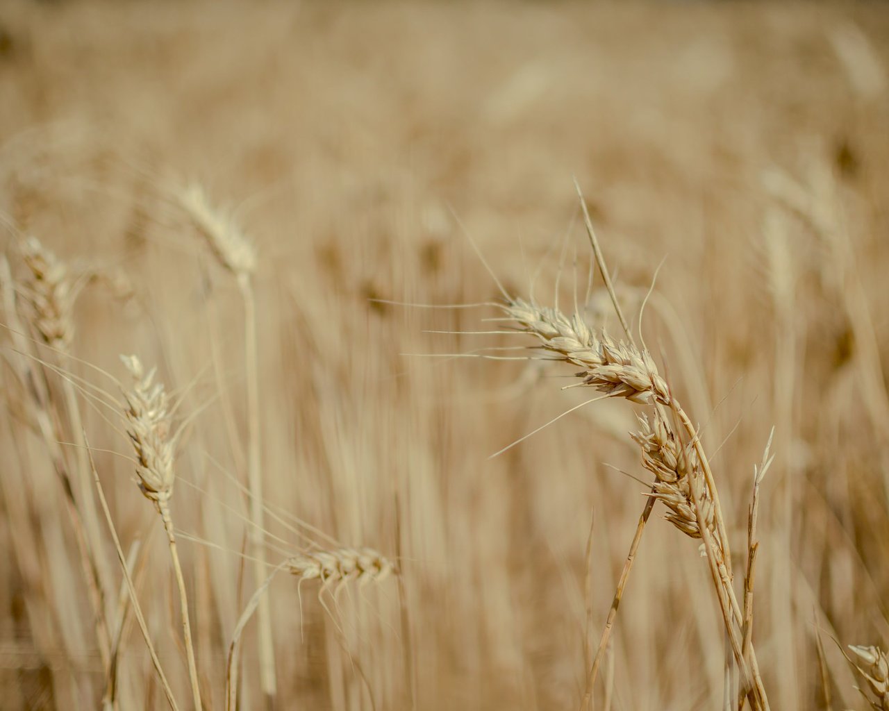 Обои природа, поле, пшеница, колоски, много, nature, field, wheat, spikelets, a lot разрешение 2048x1357 Загрузить