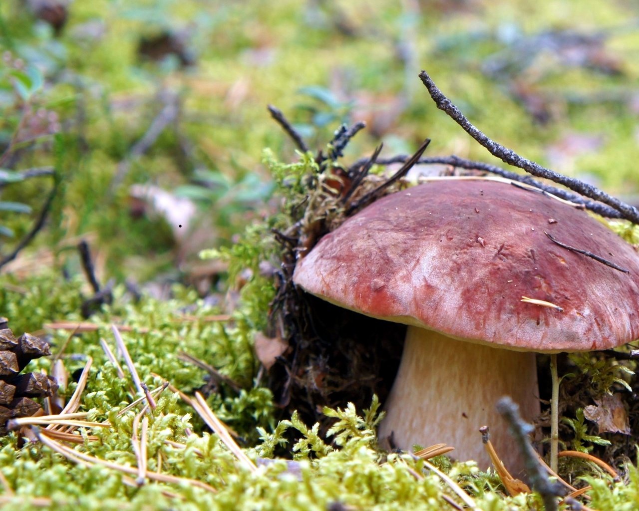 Обои макро, гриб, мох, шишка, белый гриб, macro, mushroom, moss, bump, white mushroom разрешение 2400x1395 Загрузить