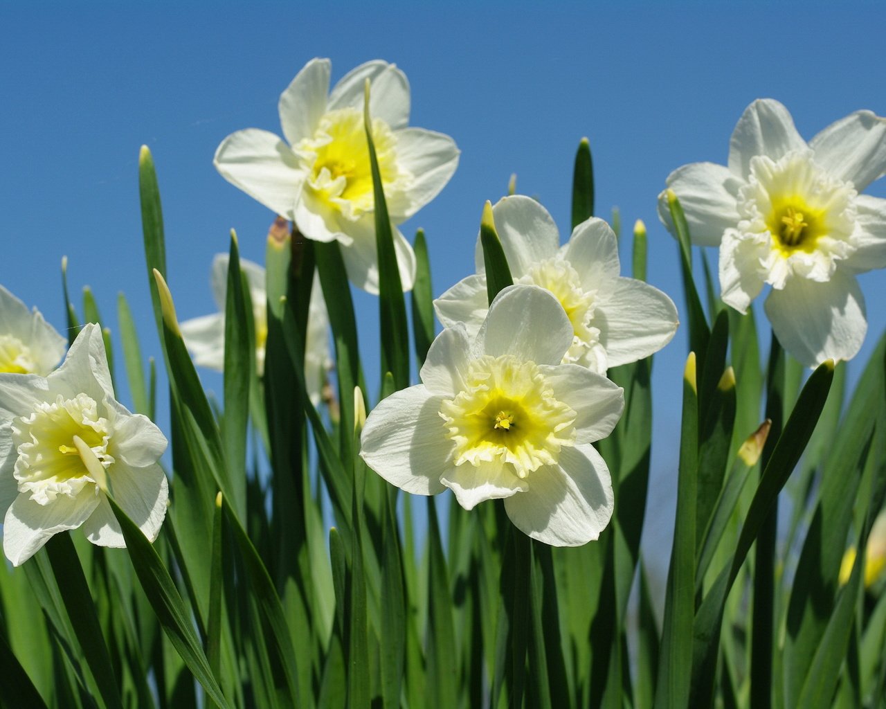 Обои макро, весна, нарциссы, macro, spring, daffodils разрешение 2232x1506 Загрузить