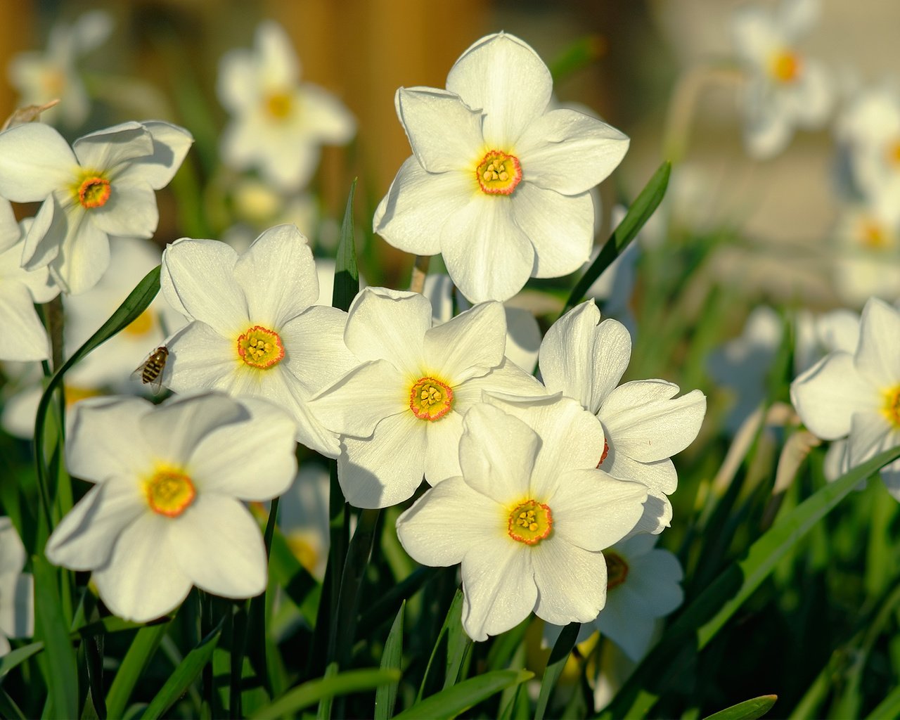 Обои свет, макро, весна, нарциссы, пчела, light, macro, spring, daffodils, bee разрешение 2000x1338 Загрузить