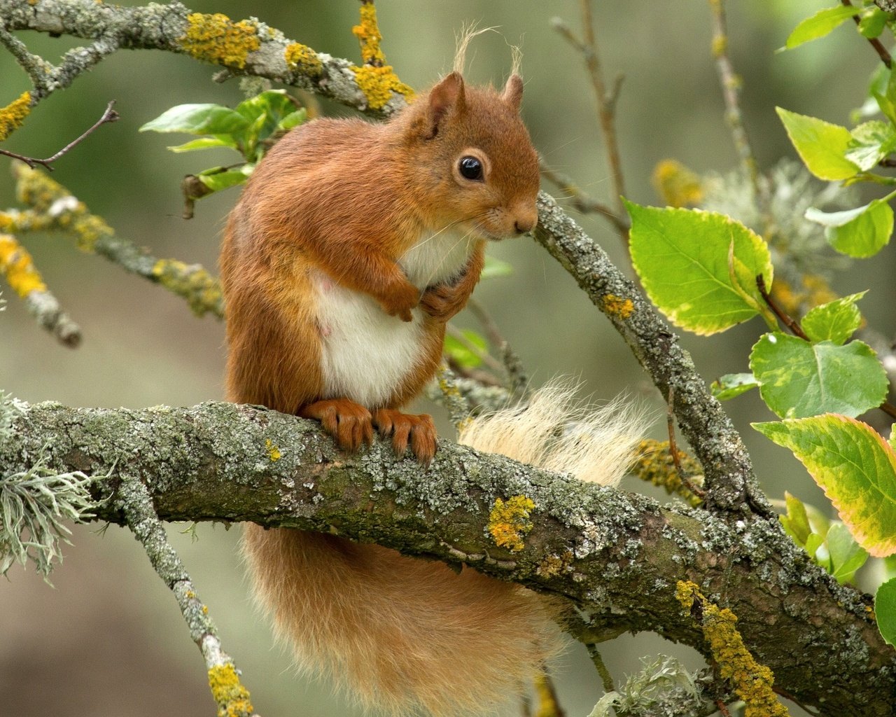 Обои листья, ветки, рыжая, белка, зверек, белочка, leaves, branches, red, protein, animal, squirrel разрешение 2048x1416 Загрузить