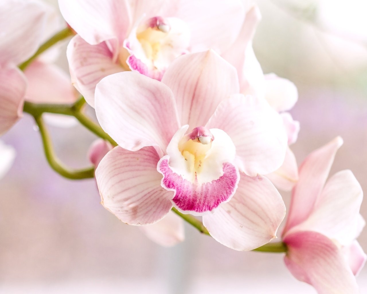 Обои розовый, нежность, орхидея, pink, tenderness, orchid разрешение 1920x1280 Загрузить