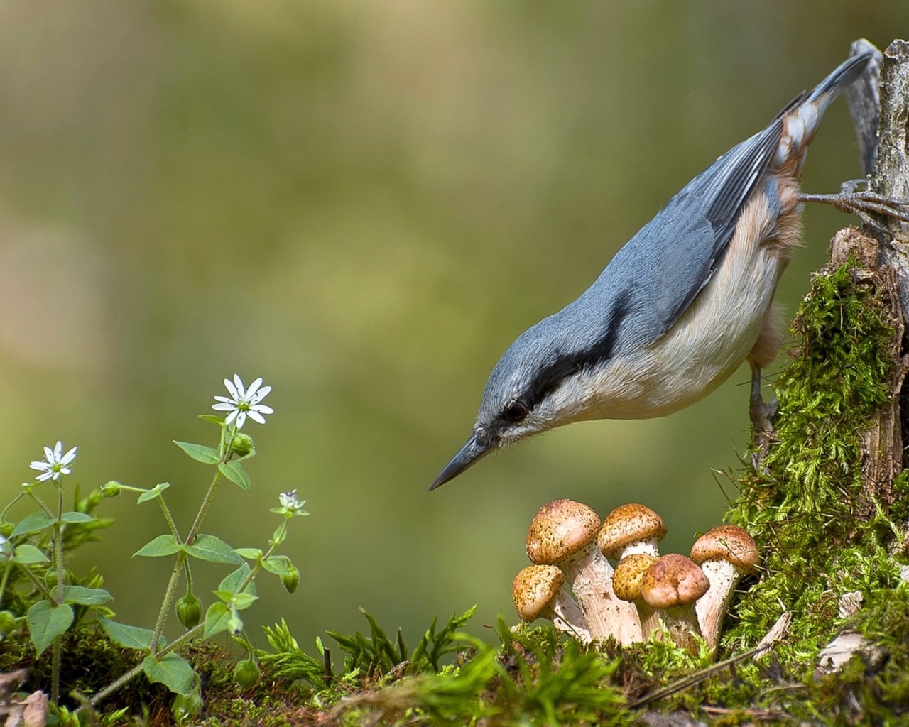 Обои грибы, птица, мох, опята, поползень, mushrooms, bird, moss, nuthatch разрешение 1920x1266 Загрузить