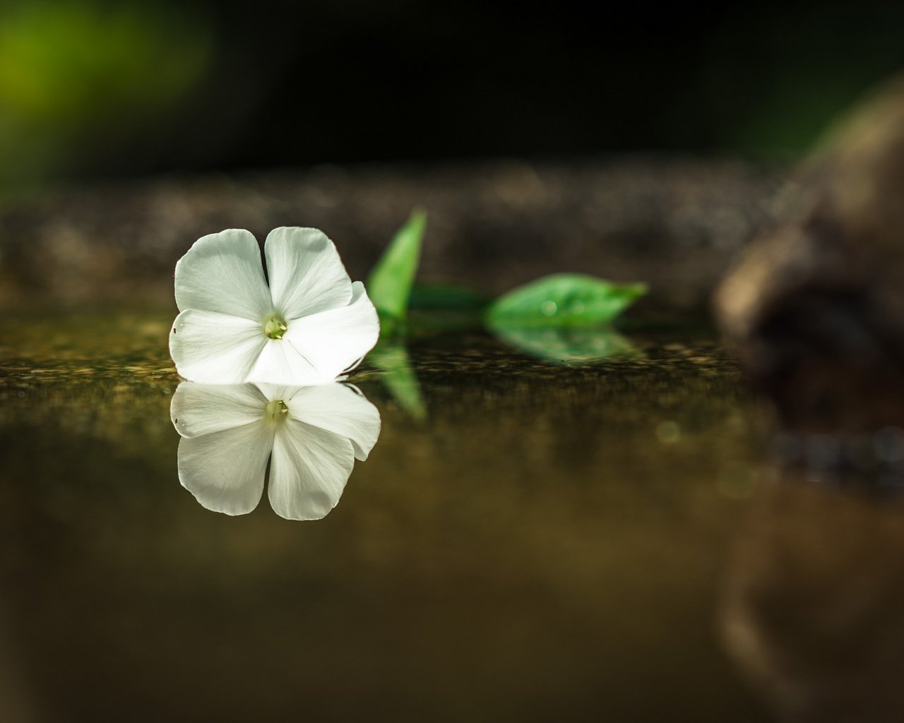 Обои вода, отражение, цветок, лепестки, белые, water, reflection, flower, petals, white разрешение 2048x1365 Загрузить