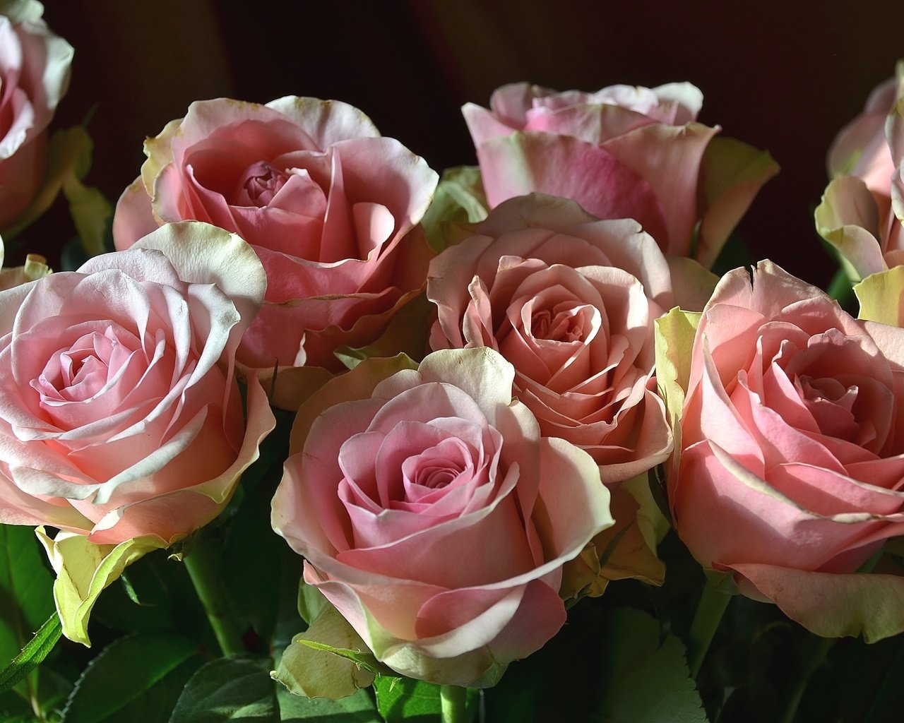 Обои цветы, бутоны, розы, лепестки, розовый, flowers, buds, roses, petals, pink разрешение 2100x1391 Загрузить