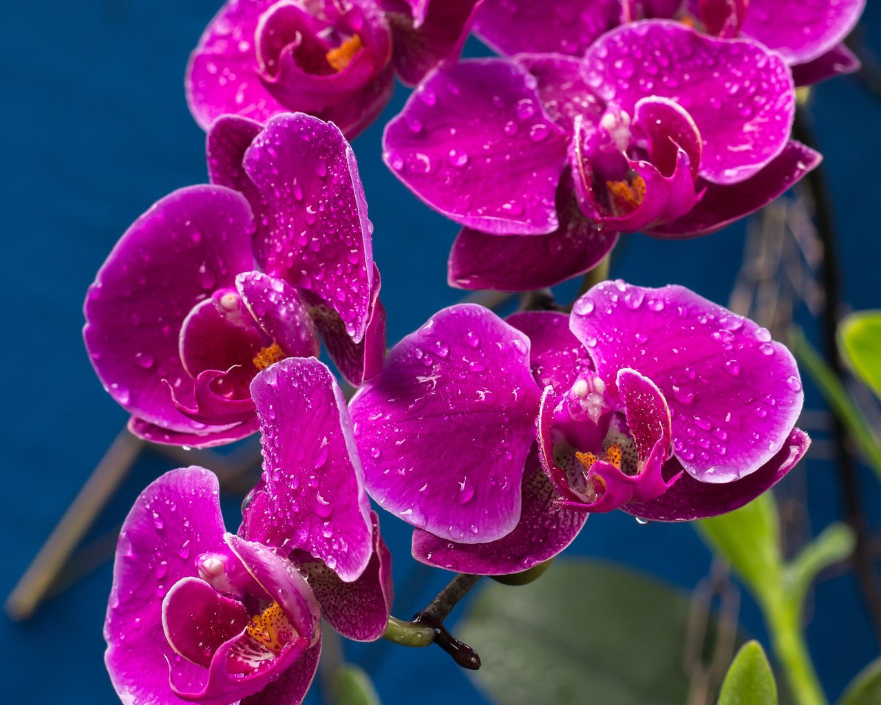 Обои капли, лиловый, орхидеи, drops, purple, orchids разрешение 2048x1365 Загрузить