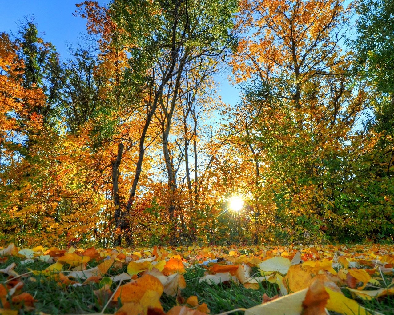 Обои деревья, солнце, листья, осень, trees, the sun, leaves, autumn разрешение 2048x1360 Загрузить