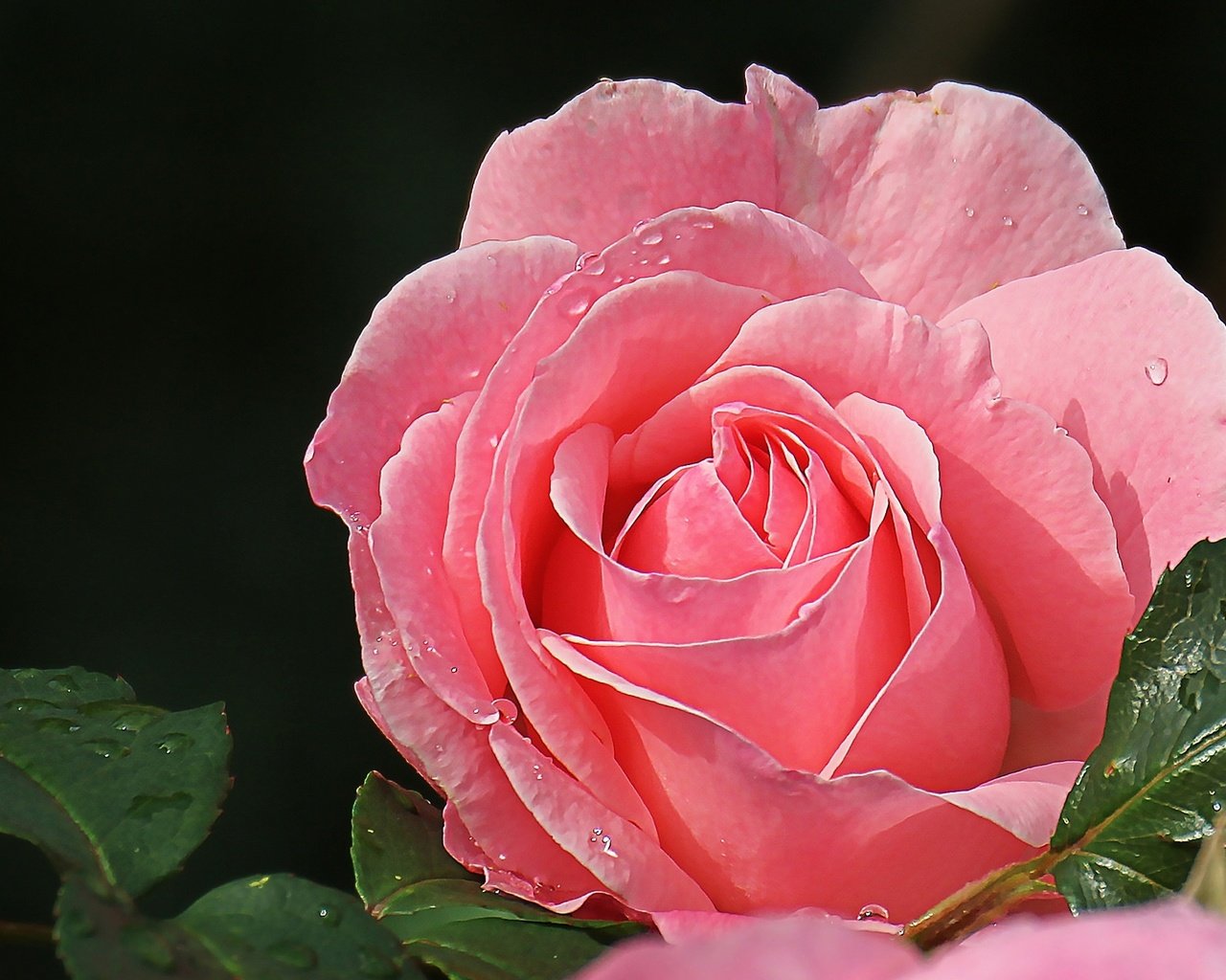 Обои макро, роза, лепестки, красавица, розовый, macro, rose, petals, beauty, pink разрешение 2048x1281 Загрузить