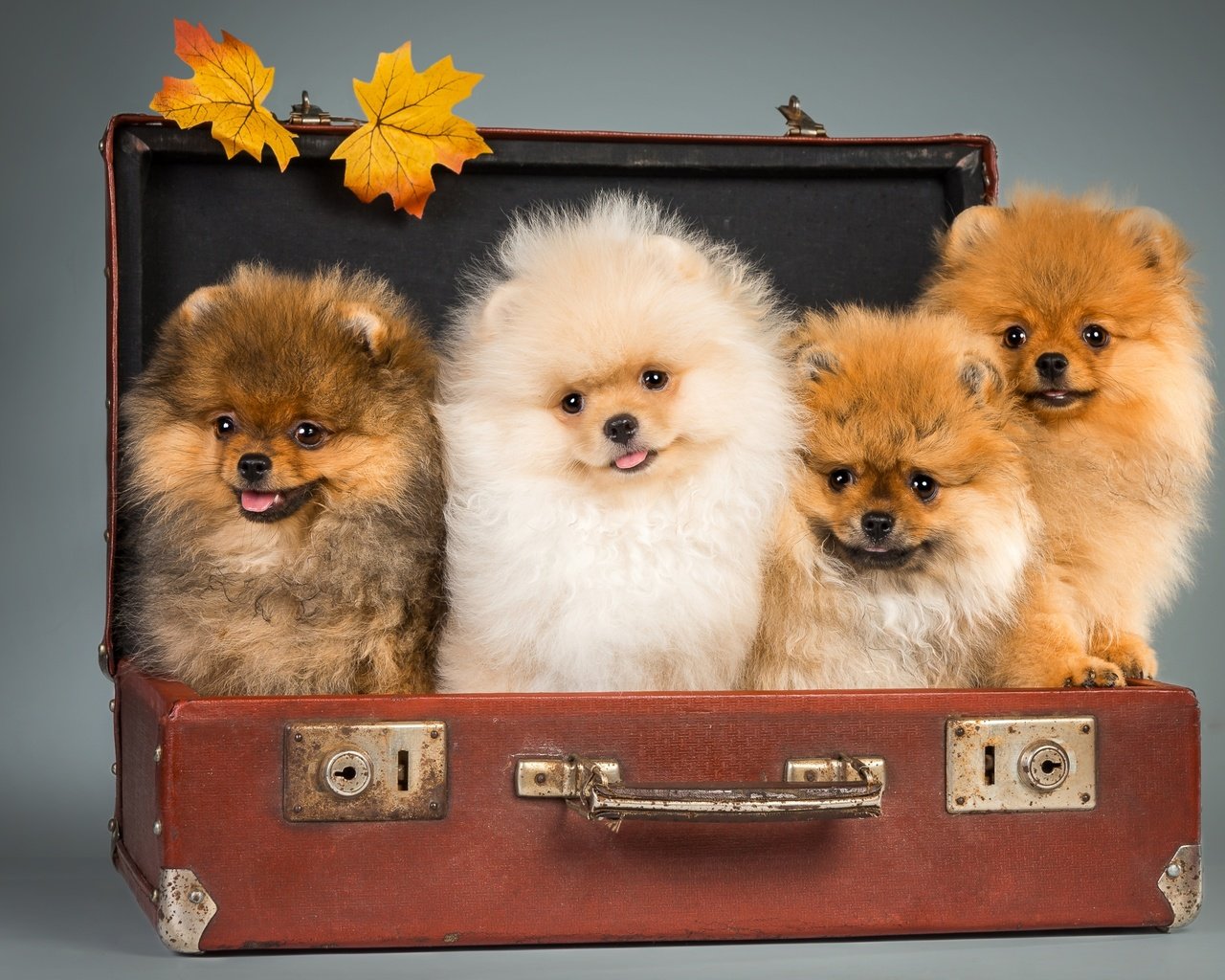 Обои щенки, чемодан, шпицы, puppies, suitcase, spitz разрешение 2800x1810 Загрузить