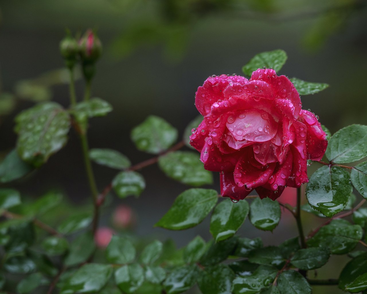 Обои капли, роза, бутон, после дождя, drops, rose, bud, after the rain разрешение 2048x1367 Загрузить