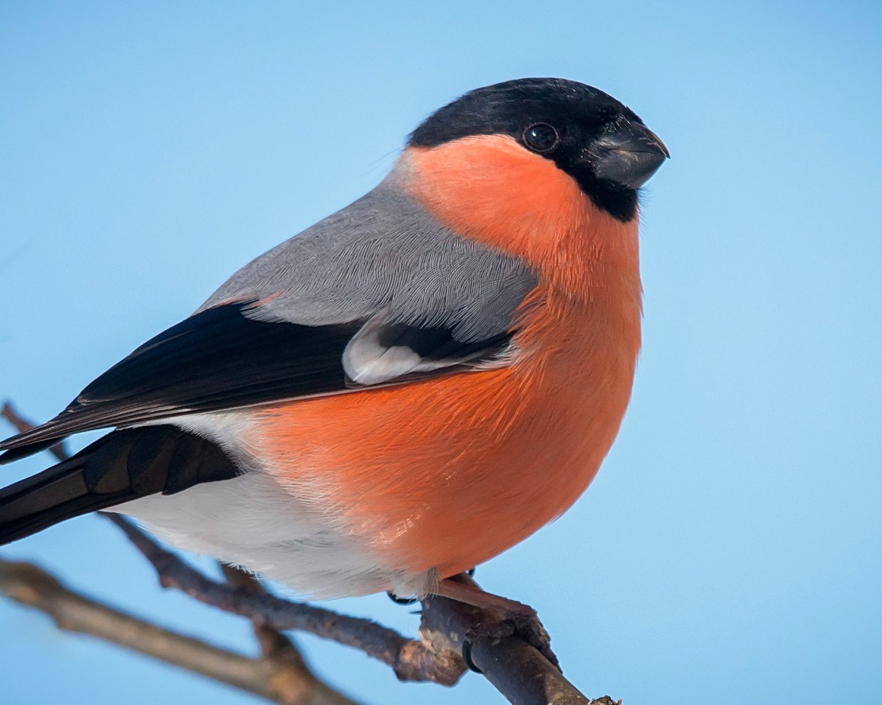 Обои птичка, снегирь, грудка, bird, bullfinch, breast разрешение 2036x1268 Загрузить