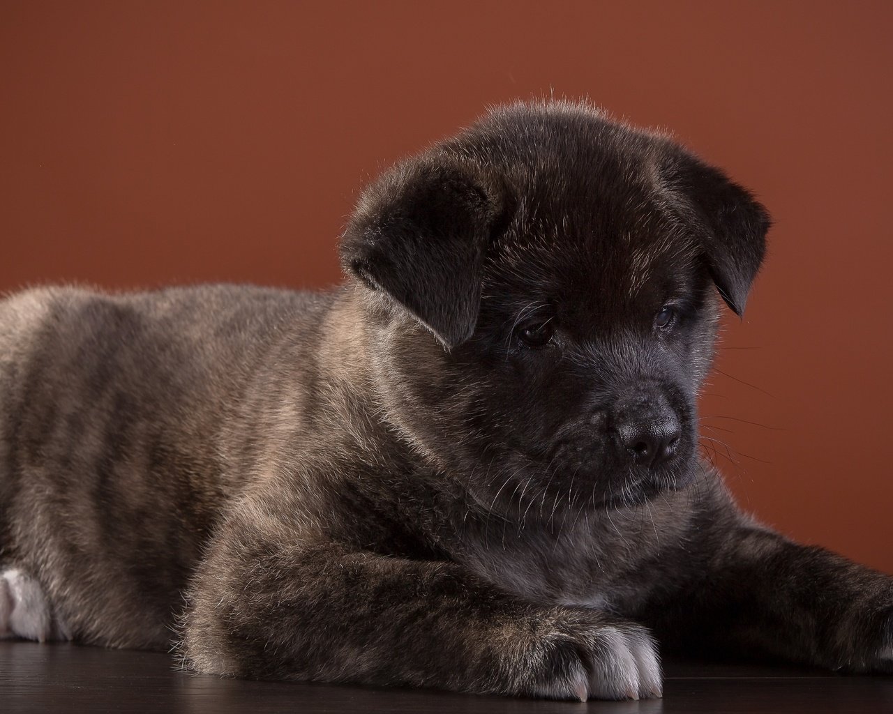 Обои собака, щенок, порода, американская, американская акита, акита, dog, puppy, breed, american, american akita, akita разрешение 3000x1876 Загрузить