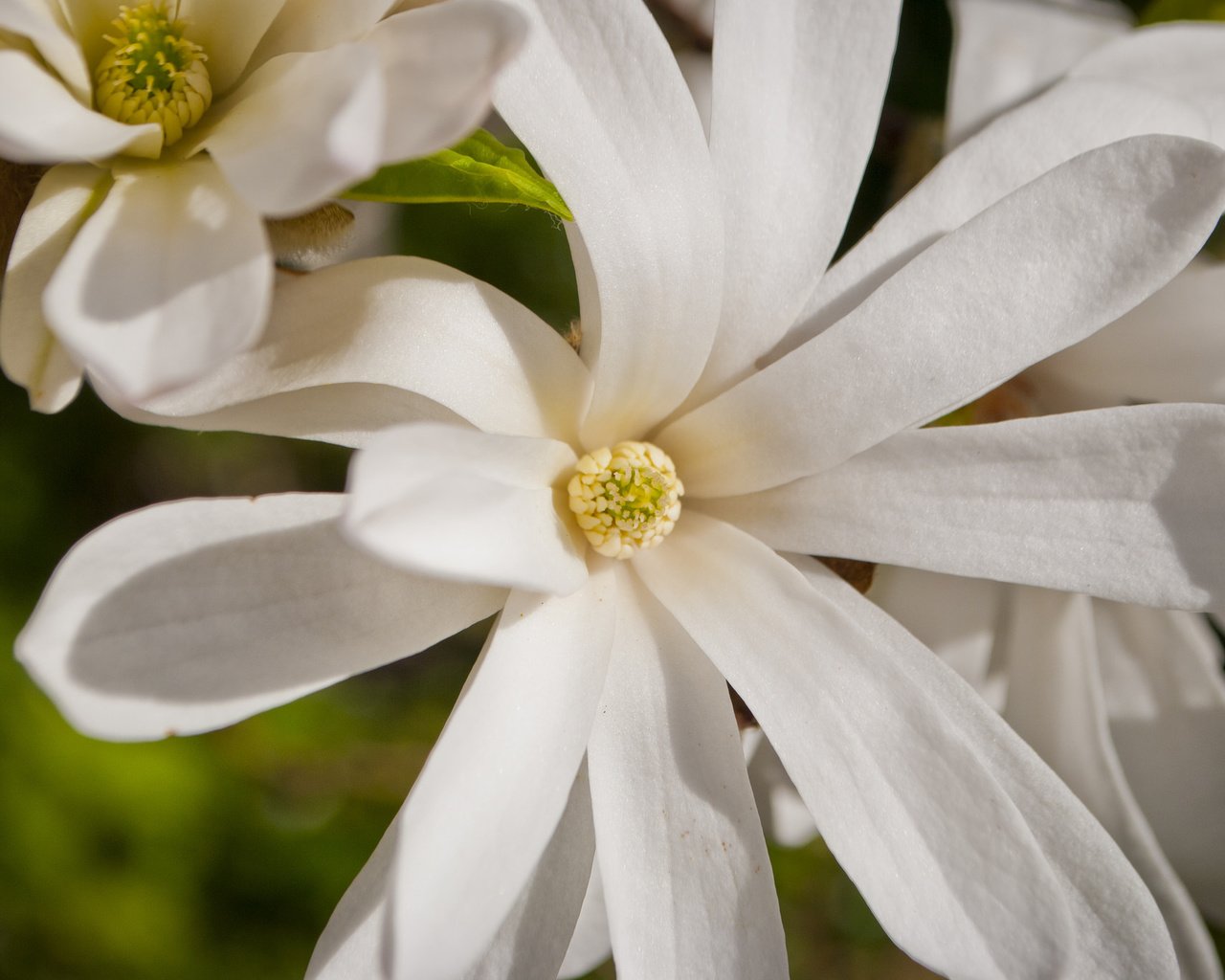 Обои макро, белая, магнолия, macro, white, magnolia разрешение 2048x1371 Загрузить
