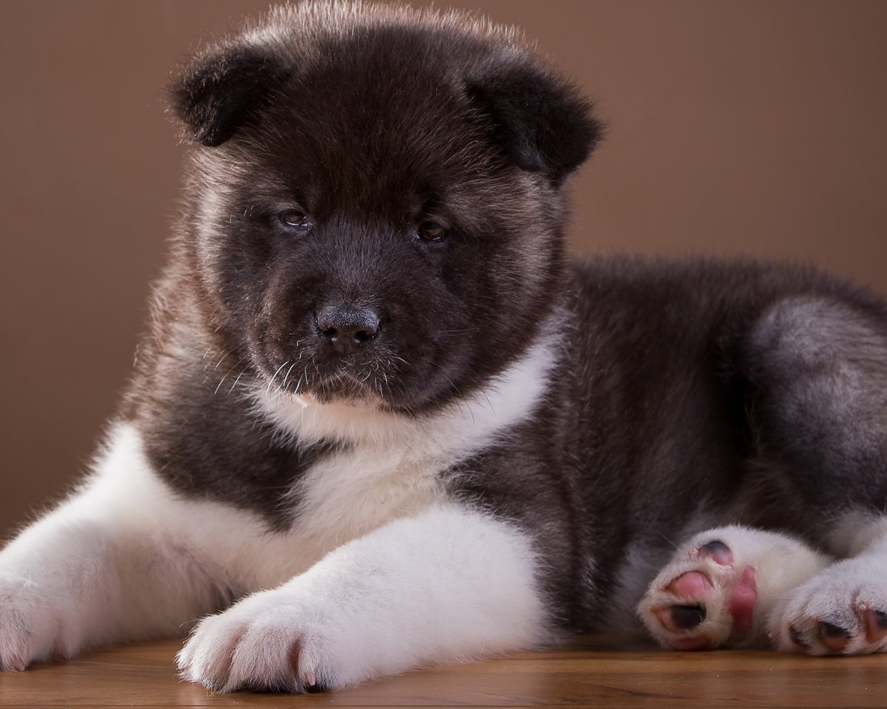 Обои щенок, песик, порода, милый, японская, акита, puppy, doggie, breed, cute, japanese, akita разрешение 2400x1484 Загрузить