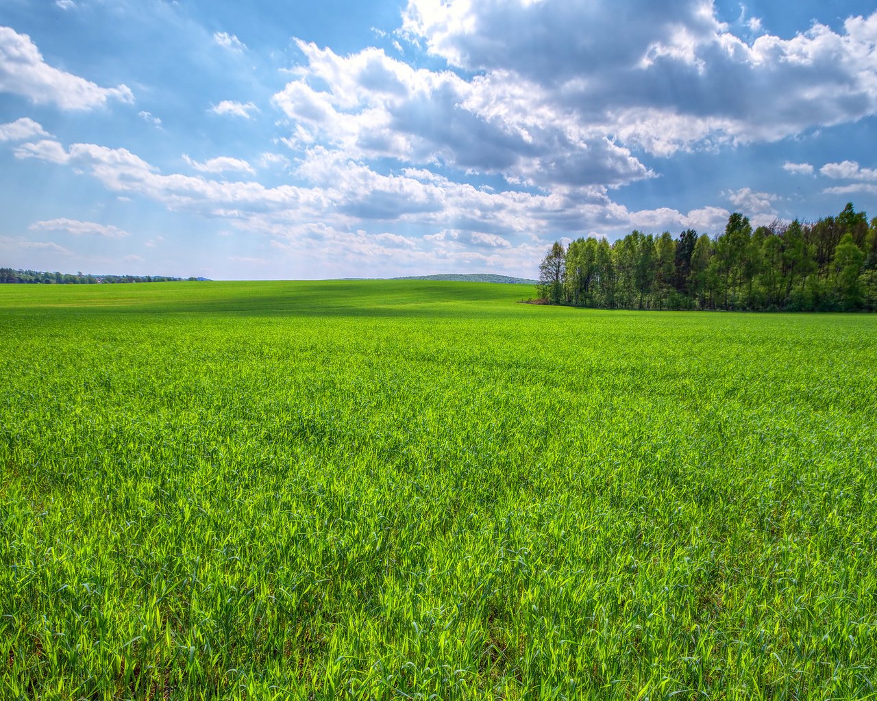 Обои небо, трава, облака, деревья, поле, зеленая, the sky, grass, clouds, trees, field, green разрешение 2048x1157 Загрузить