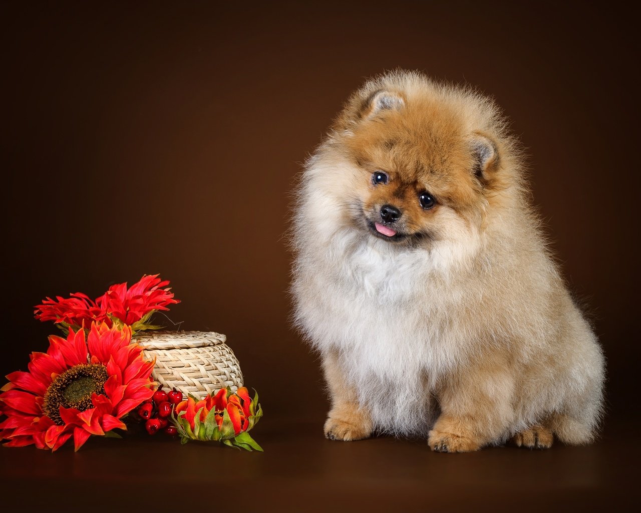 Обои цветы, щенок, шпиц, flowers, puppy, spitz разрешение 3000x1861 Загрузить