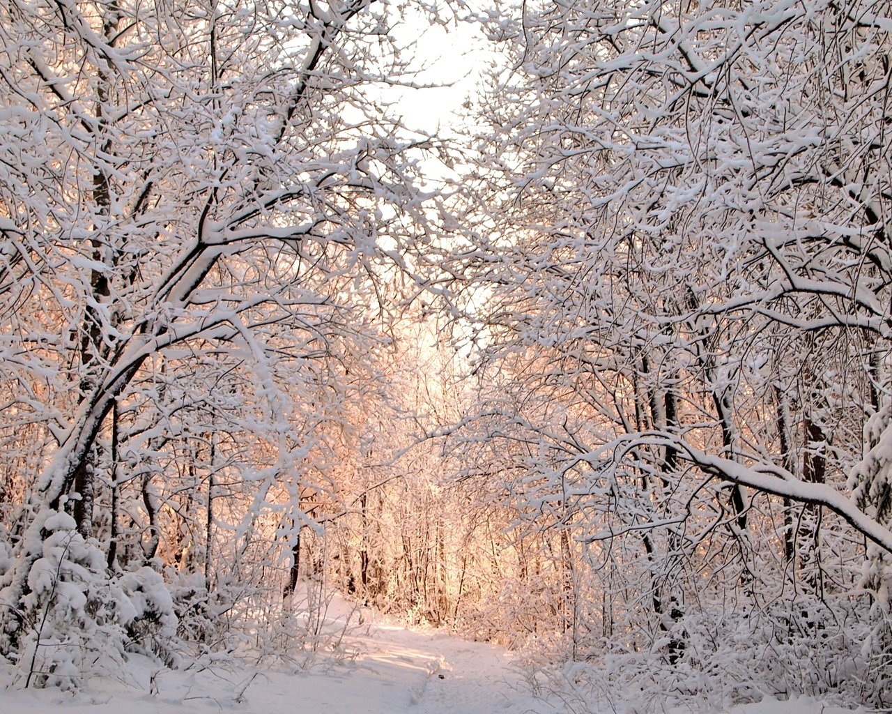 Обои деревья, снег, зима, trees, snow, winter разрешение 2300x1535 Загрузить