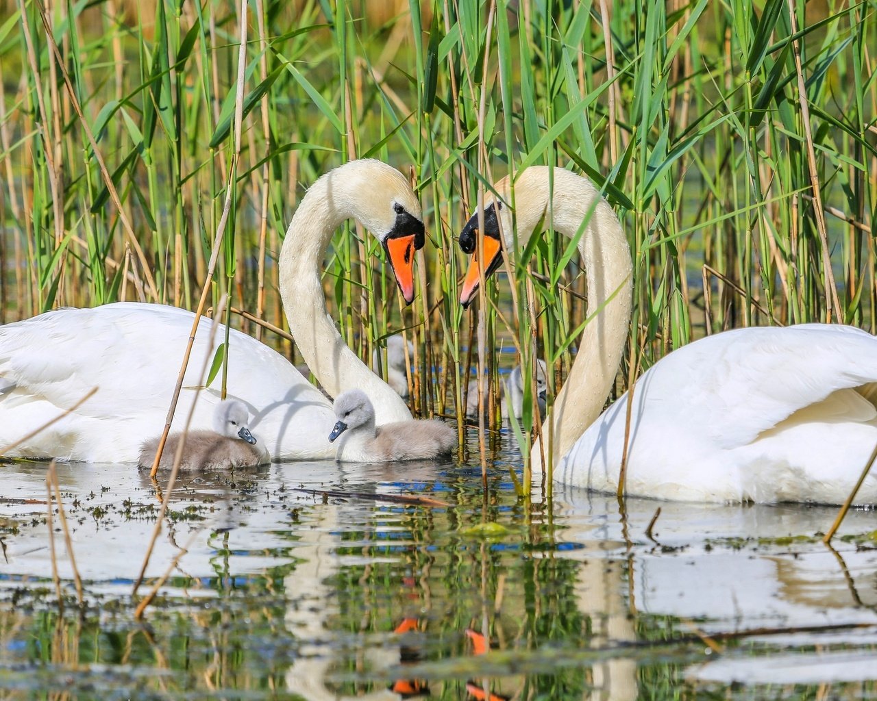 Обои птицы, семья, лебеди, птенцы, birds, family, swans, chicks разрешение 2048x1276 Загрузить