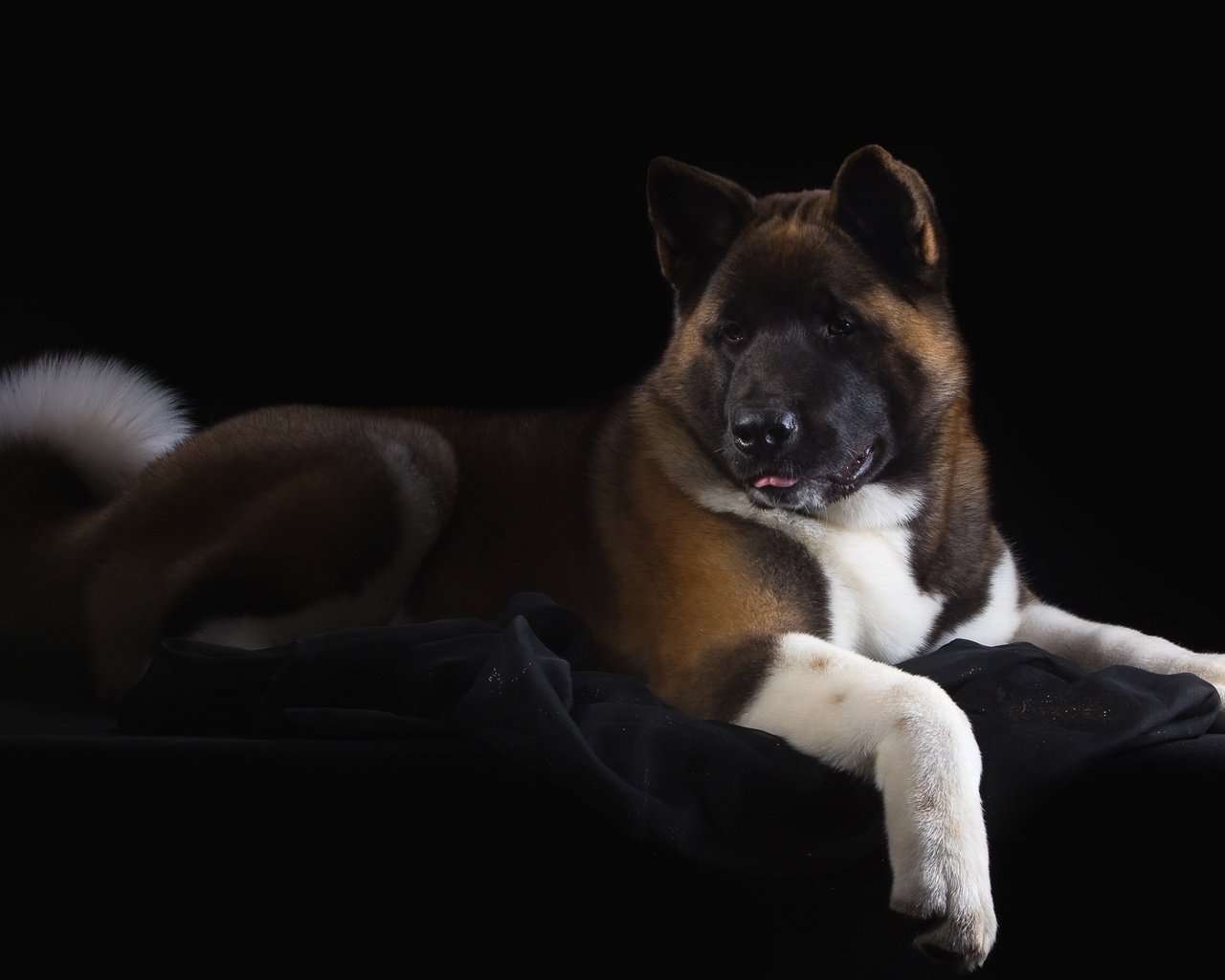 Обои пес, красавец, американская, акита, dog, handsome, american, akita разрешение 3200x2064 Загрузить