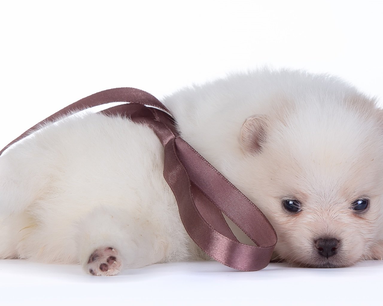 Обои белый, щенок, малыш, бант, шпиц, white, puppy, baby, bow, spitz разрешение 3000x1874 Загрузить