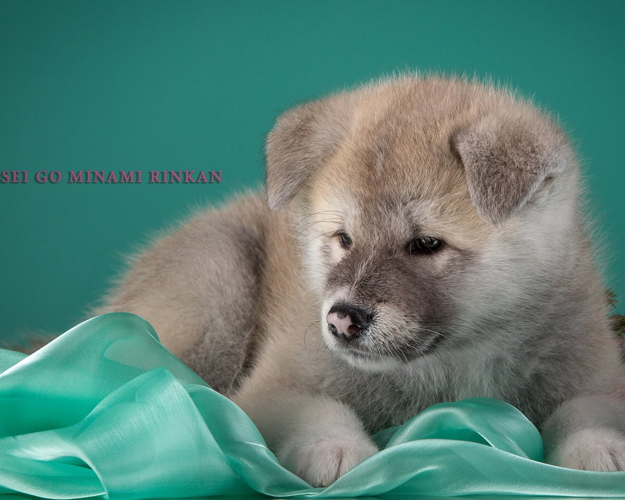 Обои щенок, бежевый, японская акита, puppy, beige, japanese akita разрешение 3000x1949 Загрузить