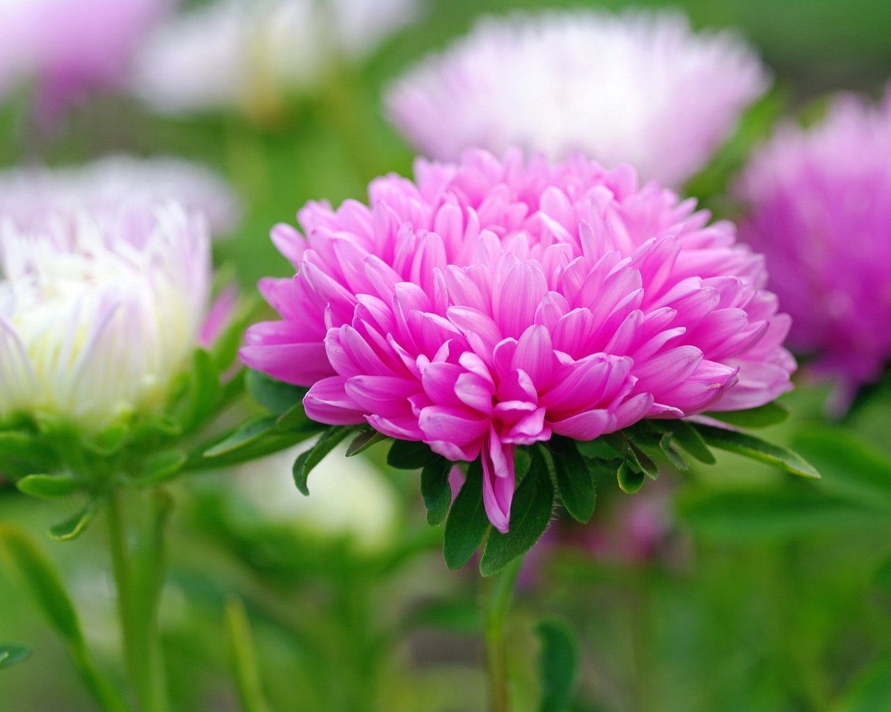 Обои цветы, макро, розовые, белые, астры, flowers, macro, pink, white, asters разрешение 2232x1484 Загрузить